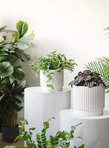 LE TAUCI Ceramic Plant Pots with Drainage Holes, Set of 3, 8+6.5+5.5 Inch Stripe Garden Planter Pots for Outdoor Indoor Plants Flower, Round Succulent Orchid Flower Pot, Small to Large Size, White