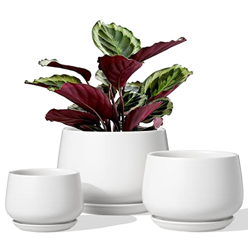 LE TAUCI Ceramic Plant Pots, 4.1+5.1+6.5 inch, Set of 3, Planters with Drainage Hole and Saucer, Indoor Flower Pot with Hole Mesh Pad, Gifts for Mom, White