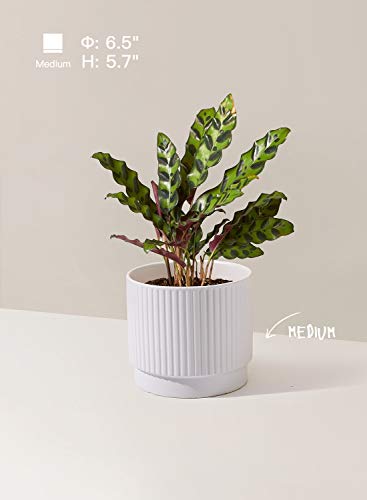 plant pots medium size LE TAUCI Ceramic Plant Pots with Drainage Holes, Set of 3, 8+6.5+5.5 I – LETAUCI
