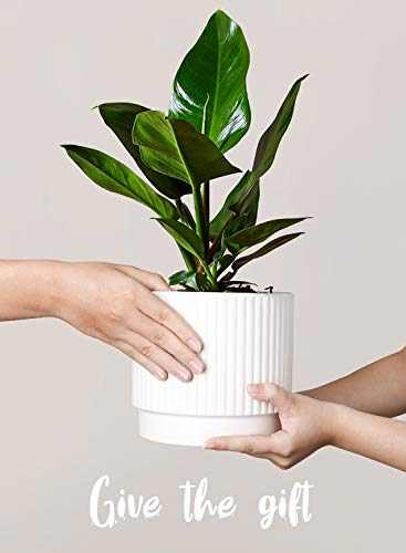 LE TAUCI Ceramic Plant Pots with Drainage Holes, Set of 3, 8+6.5+5.5 Inch Stripe Garden Planter Pots for Outdoor Indoor Plants Flower, Round Succulent Orchid Flower Pot, Small to Large Size, White